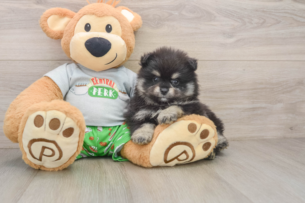 Pomeranian Pup Being Cute