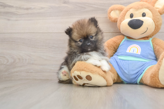 Little Pomeranian Baby