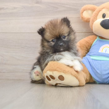 Little Pomeranian Baby