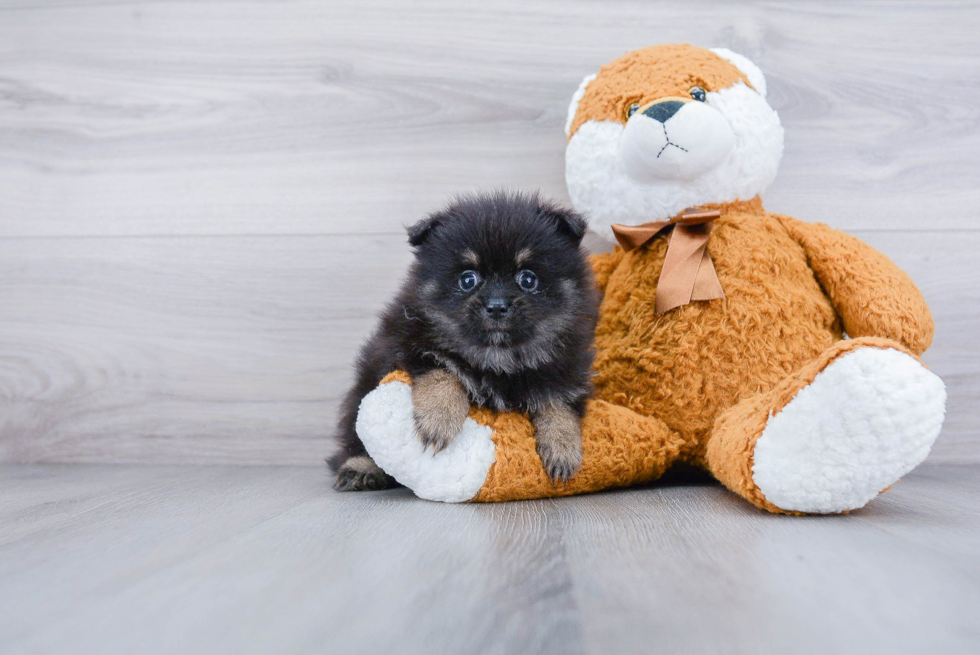 Best Pomeranian Baby