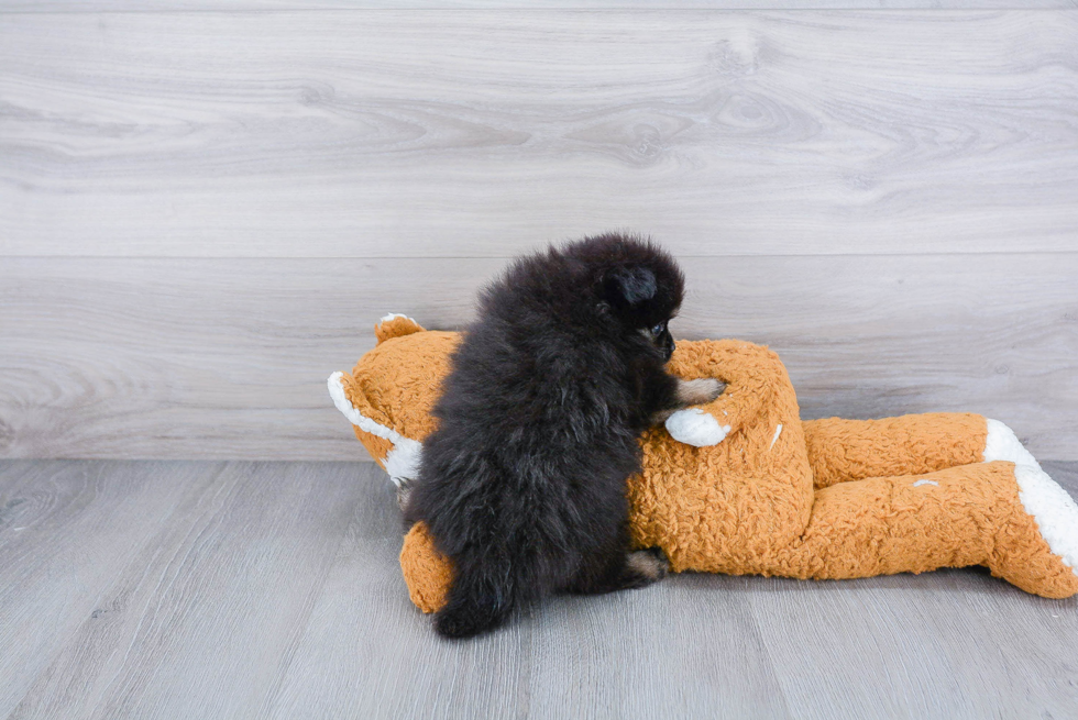 Hypoallergenic Pomeranian Baby