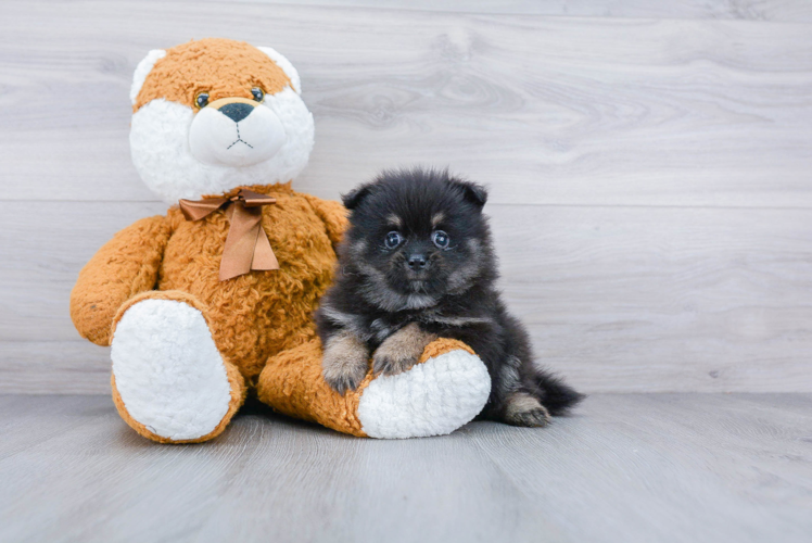 Best Pomeranian Baby