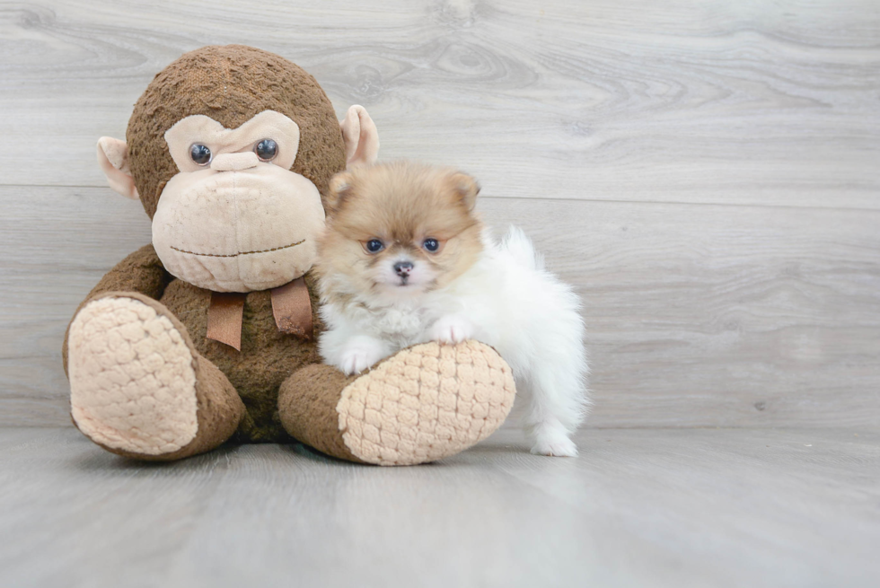 Friendly Pomeranian Purebred Pup