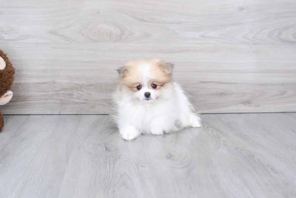 Friendly Pomeranian Purebred Pup