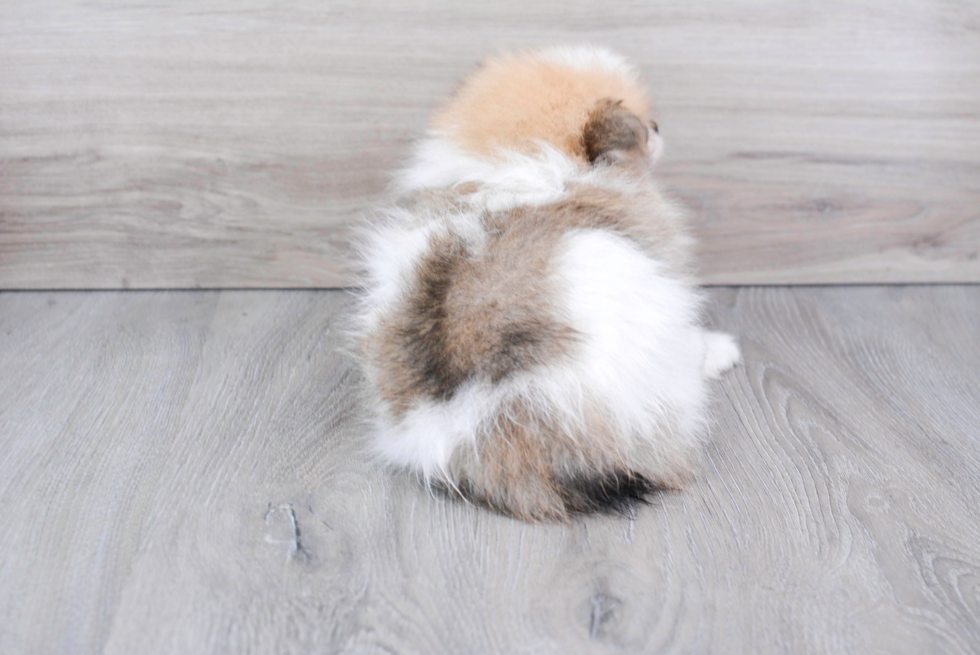 Best Pomeranian Baby