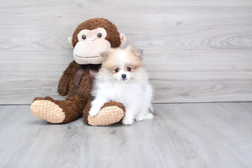 Petite Pomeranian Purebred Puppy