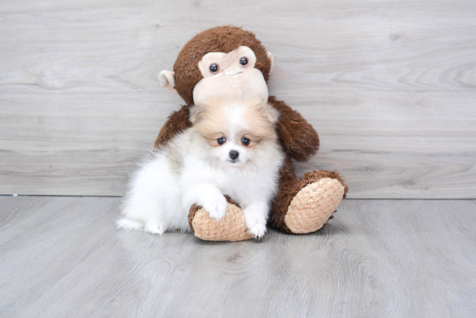Best Pomeranian Baby