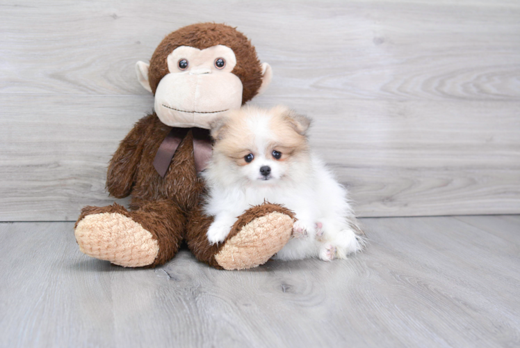 Akc Registered Pomeranian Purebred Pup
