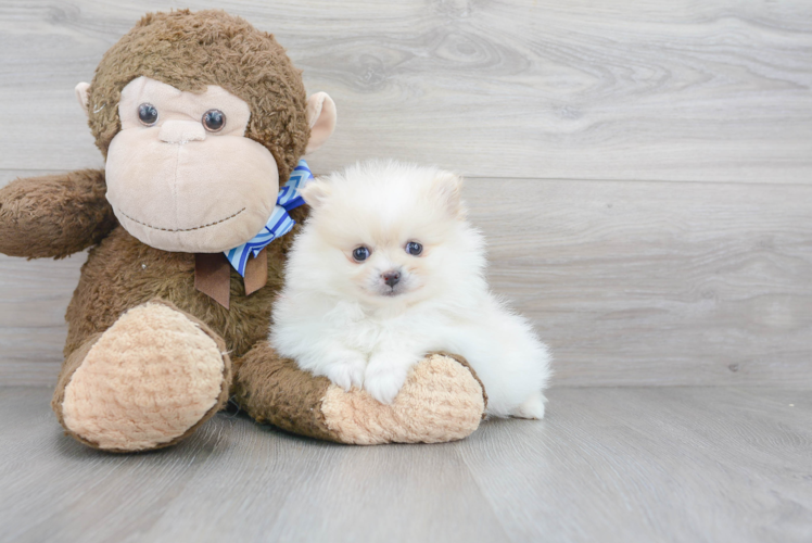 Playful Pomeranian Baby