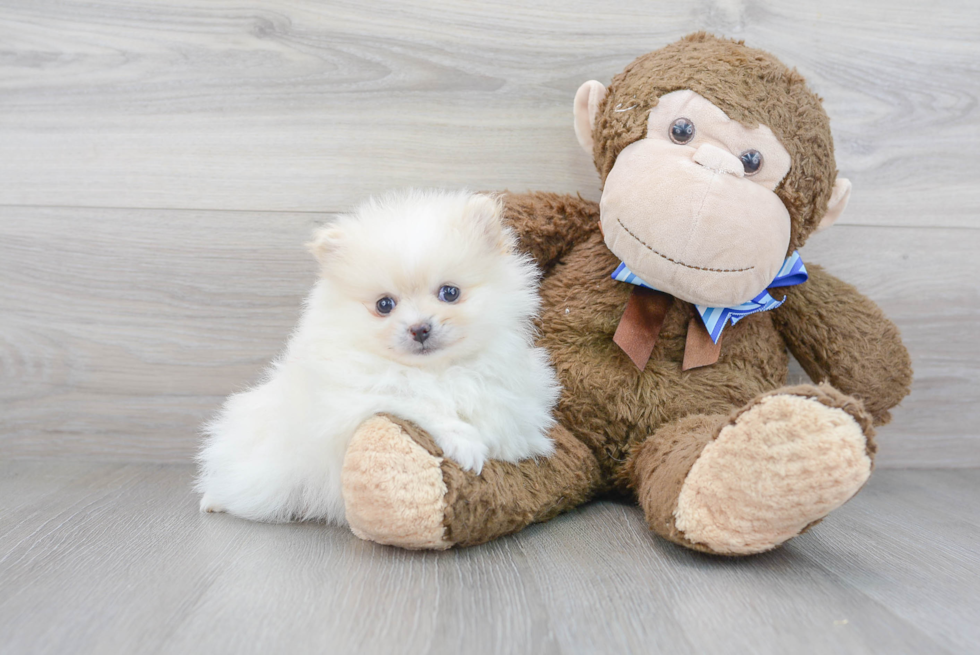 Petite Pomeranian Purebred Puppy