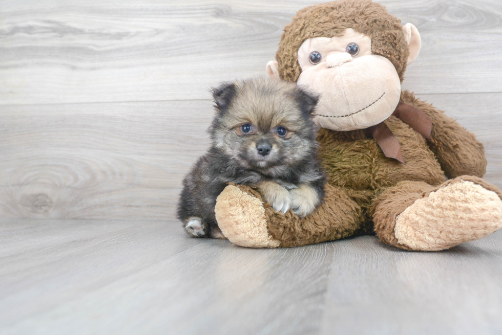 Pomeranian Puppy for Adoption