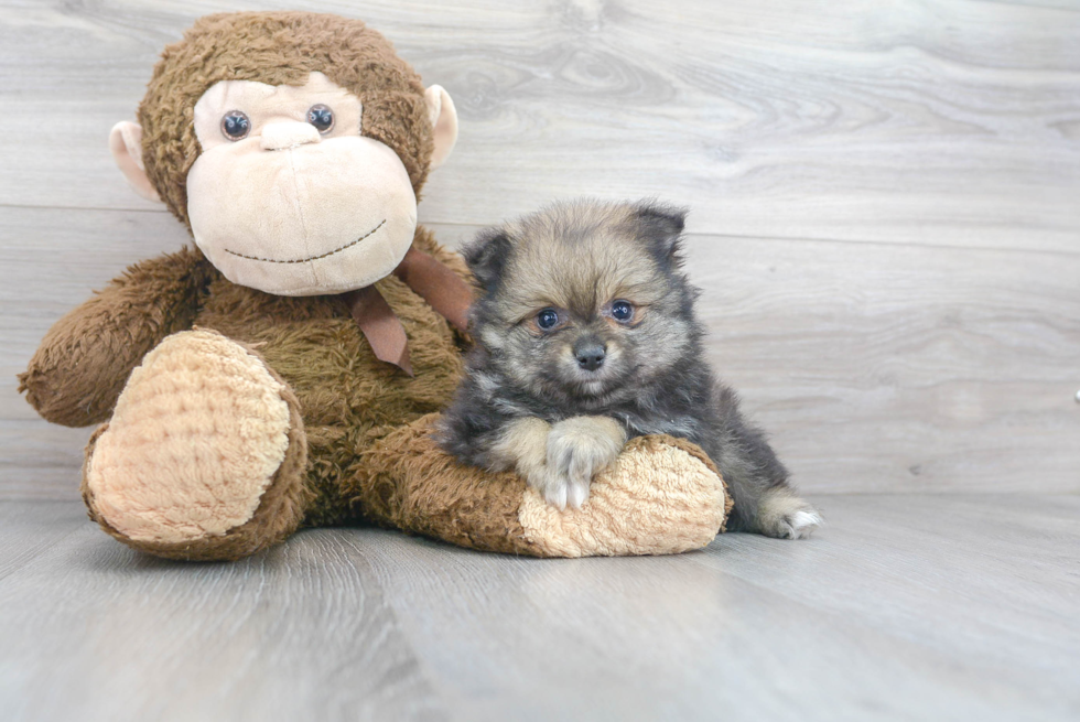 Hypoallergenic Pomeranian Baby