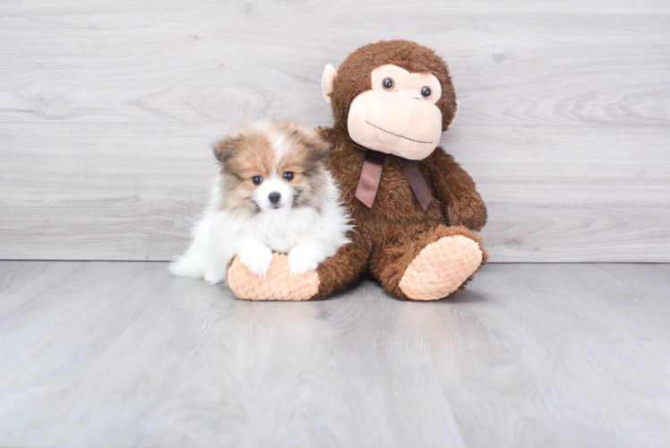 Pomeranian Pup Being Cute