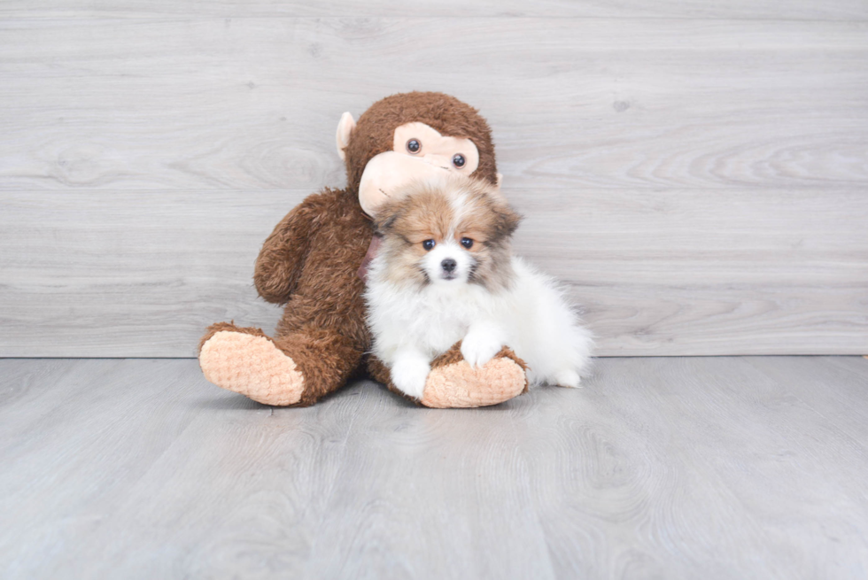 Playful Pomeranian Purebred Pup