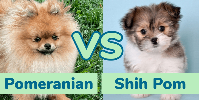 Crossbreed pomeranian and shih fashion tzu