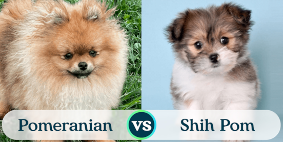 Pomeranian vs Shih Pom Comparison