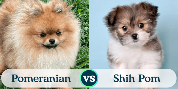 Pomeranian vs Shih Pom - Who Shines Brighter? - Premier Pups