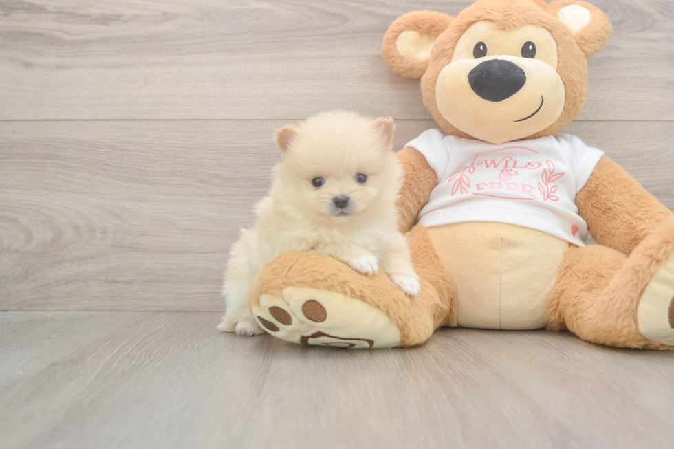 Meet Walt - our Pomeranian Puppy Photo  2/3 - Premier Pups Akc Registered Pomeranian Purebred Pup