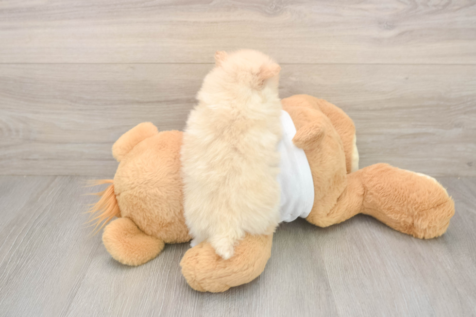 Meet Walt - our Pomeranian Puppy Photo  3/3 - Premier Pups Sweet Pom Dog Purebred Puppy