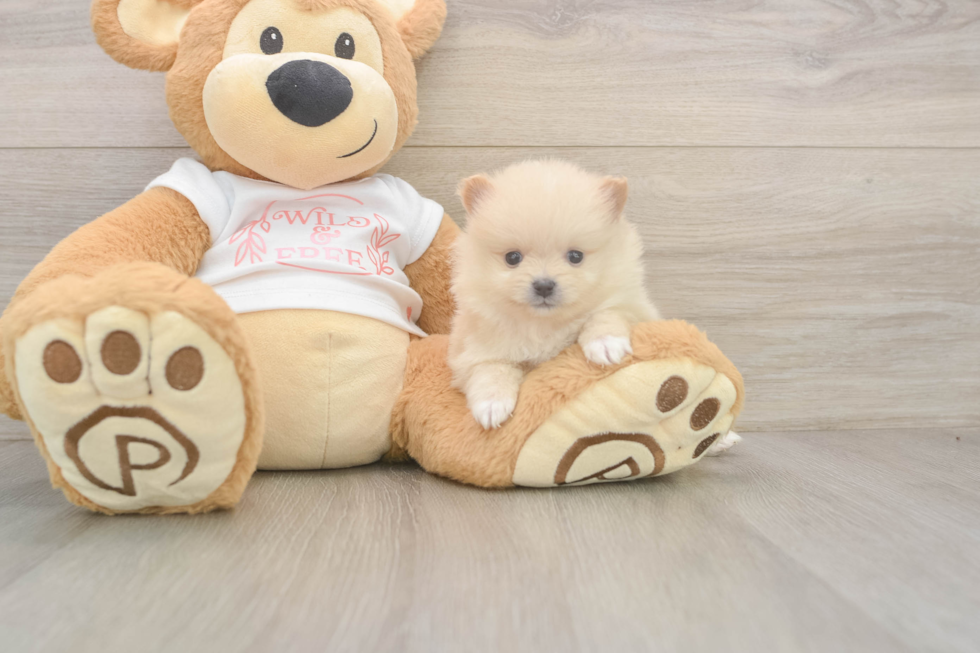 Meet Walt - our Pomeranian Puppy Photo  1/3 - Premier Pups Smart Dwarf Spitz Purebred Puppy
