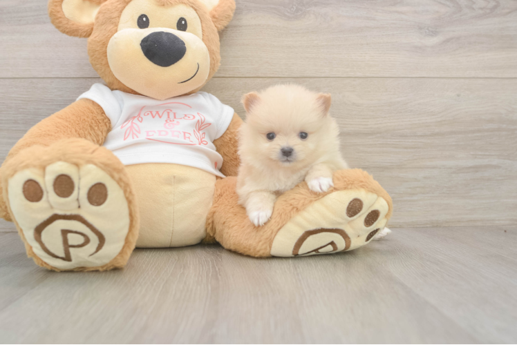 Meet Walt - our Pomeranian Puppy Photo  1/3 - Premier Pups Smart Dwarf Spitz Purebred Puppy