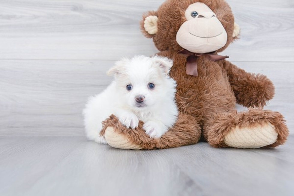 Smart Pomeranian Purebred Puppy