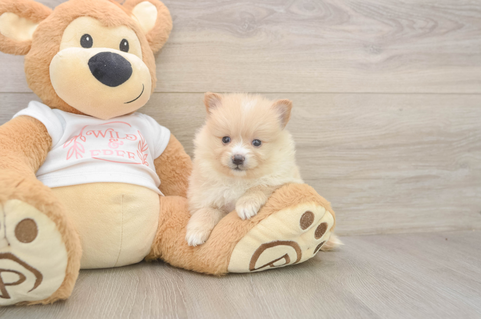 5 week old Pomeranian Puppy For Sale - Premier Pups