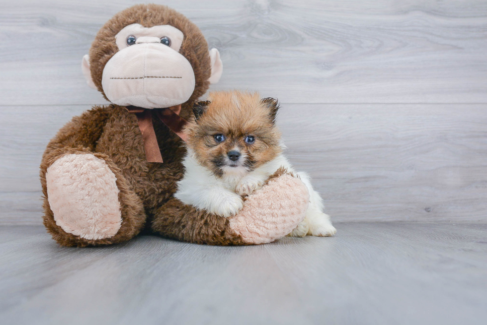 Adorable Pomeranian Purebred Puppy