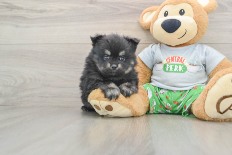 Best Pomeranian Baby