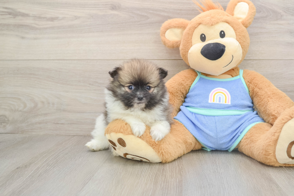 Pomeranian Puppy for Adoption