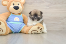 Pomeranian Pup Being Cute