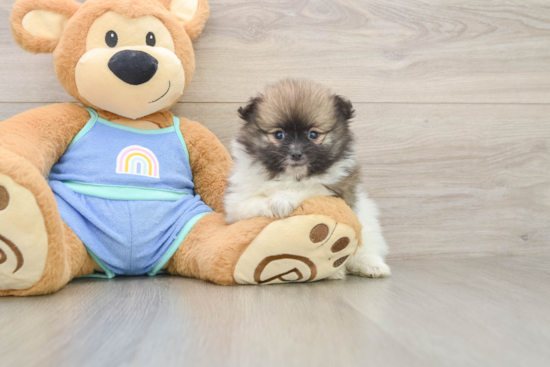 Pomeranian Pup Being Cute