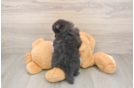 Pomeranian Pup Being Cute