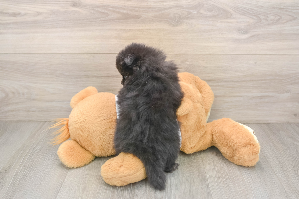 Pomeranian Pup Being Cute