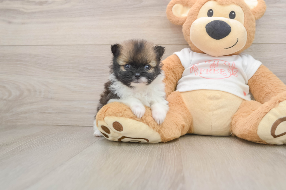 Akc Registered Pomeranian Baby