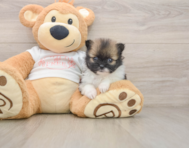 7 week old Pomeranian Puppy For Sale - Premier Pups