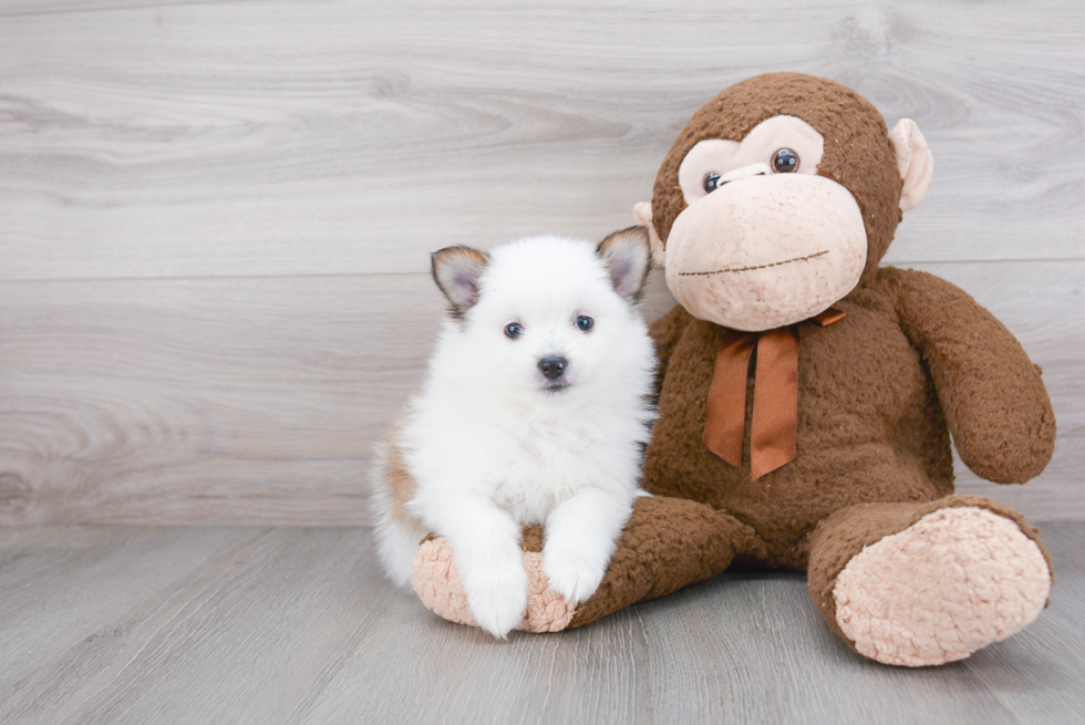 Pomeranian Pup Being Cute