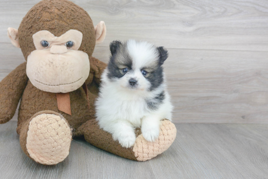 Cute Pomeranian Purebred Puppy