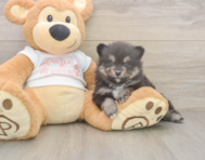 7 week old Pomeranian Puppy For Sale - Premier Pups
