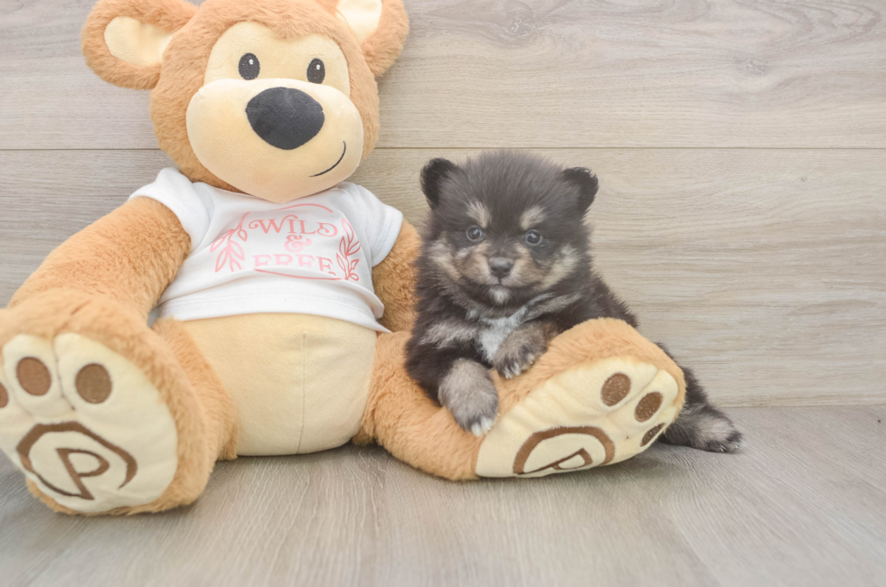5 week old Pomeranian Puppy For Sale - Premier Pups