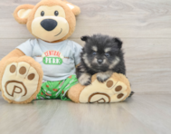 7 week old Pomeranian Puppy For Sale - Premier Pups