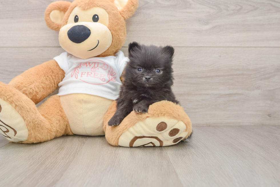 Best Pomeranian Baby