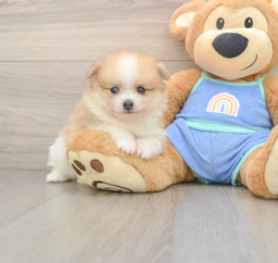 7 week old Pomeranian Puppy For Sale - Premier Pups