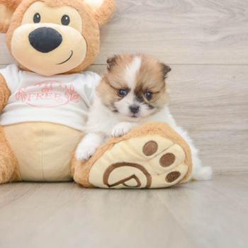 Pomeranian Pup Being Cute