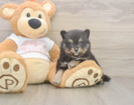 7 week old Pomeranian Puppy For Sale - Premier Pups