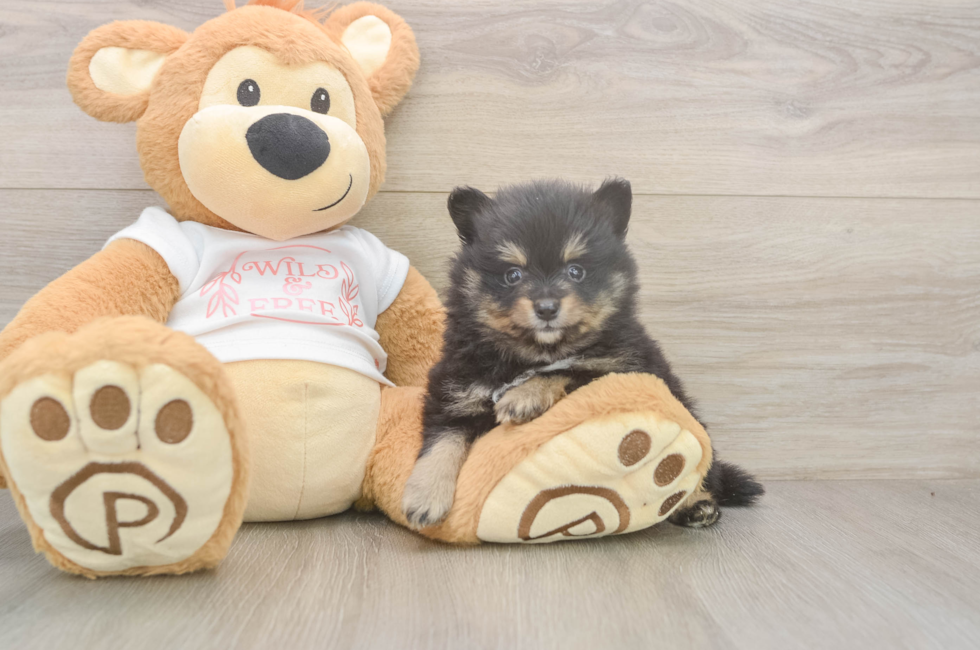 5 week old Pomeranian Puppy For Sale - Premier Pups