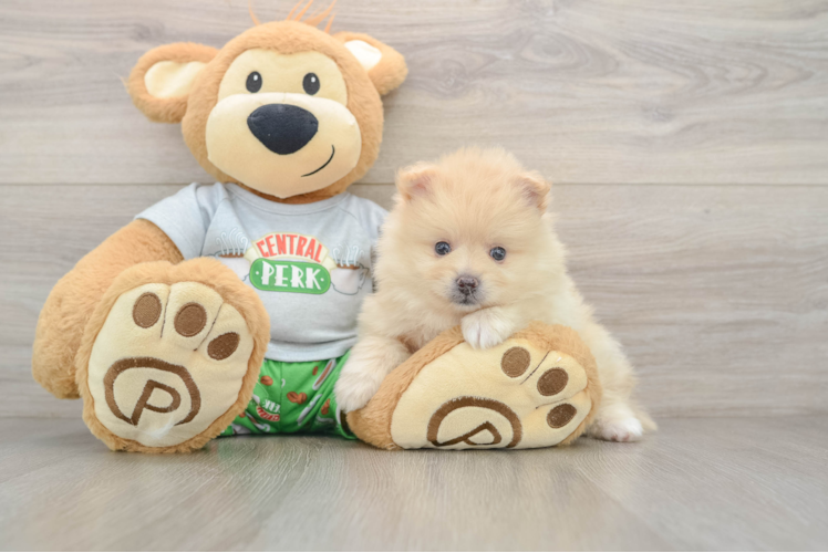 Small Pomeranian Purebred Pup