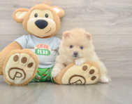 7 week old Pomeranian Puppy For Sale - Premier Pups