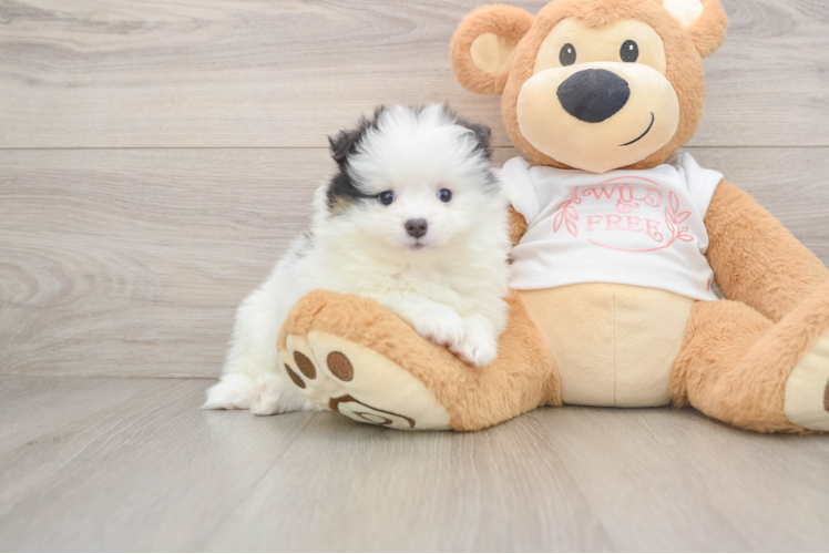 Playful Pomeranian Purebred Pup
