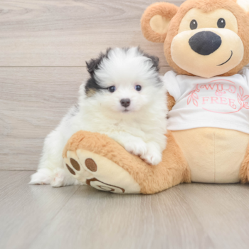 Playful Pomeranian Purebred Pup